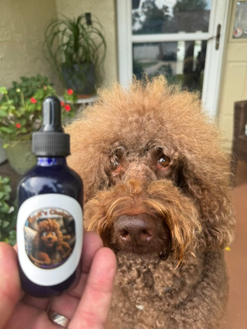 Is Your Dog Getting the Wellness Support They Deserve? How Functional Mushrooms Are Changing Pet Health Spruce Creek Mushrooms
