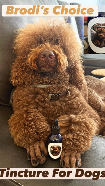 Introducing Our New Dog Tincture: Turkey Tail & Reishi for Your Aging Best Friend Spruce Creek Mushrooms