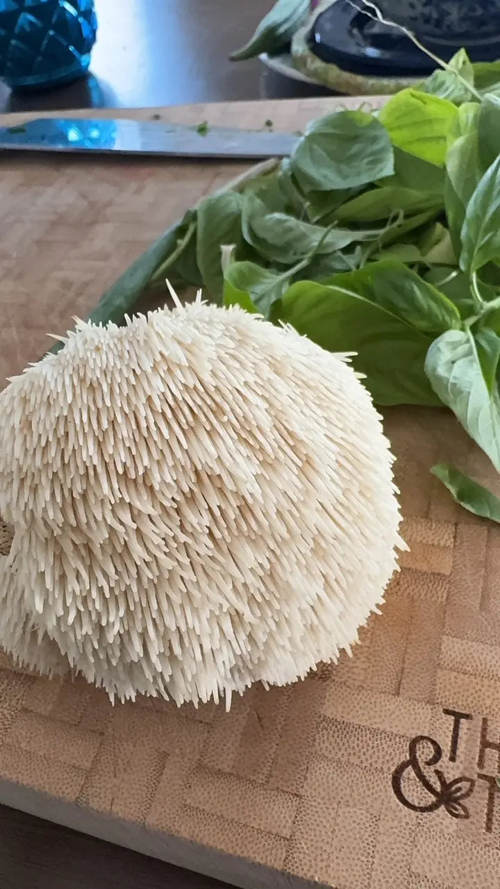 Boost Your Wellness for Less: Get $5 Off Our Mushroom Tinctures! Spruce Creek Mushrooms
