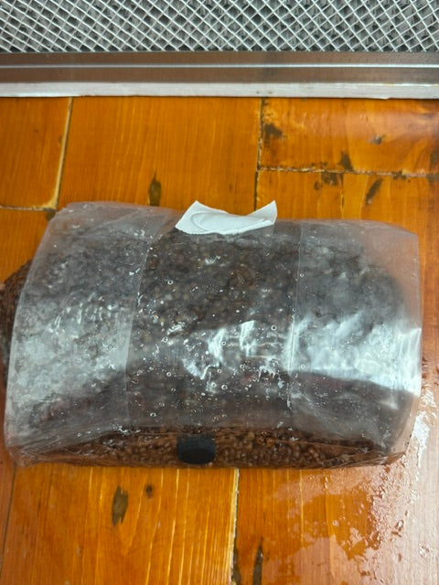 Sterilized Grain Bag for Mushroom Colonization Spruce Creek Mushrooms