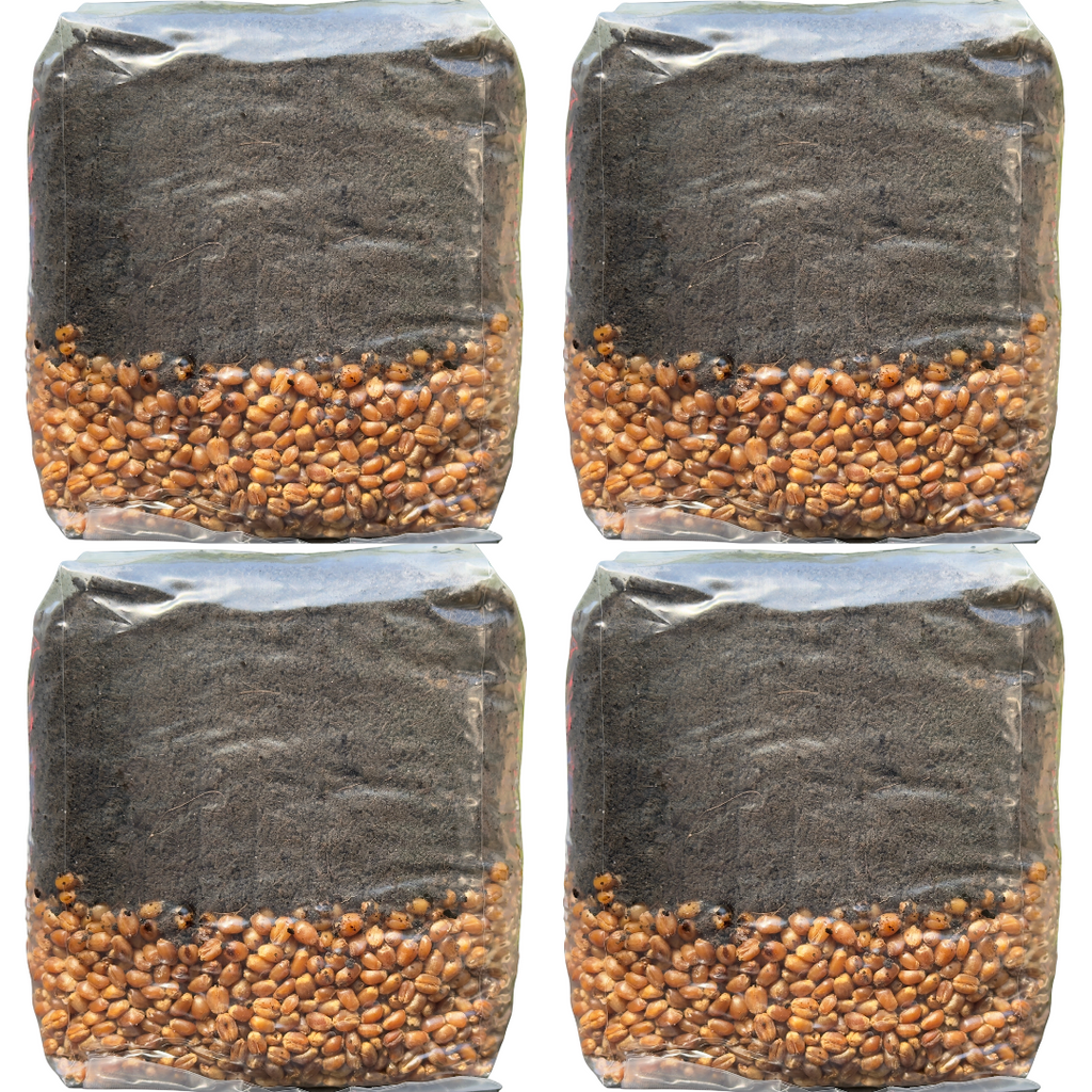 Mushroom Grow Kit - 4 Pack - All In One Mushroom Grow Bags Mushroom Spawn Store