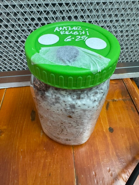 Antler Reishi (Ganoderma lucidum) Liquid Culture — Premium Mycelium for Home Cultivation