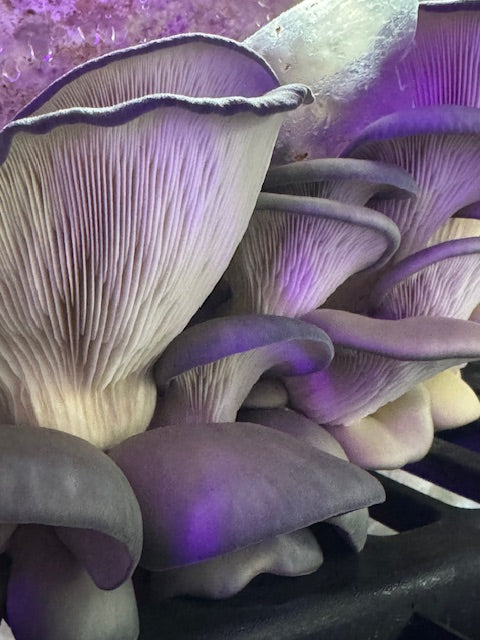 Blue Oyster Liquid Culture