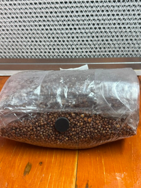 Sterilized Grain Bag for Mushroom Colonization Spruce Creek Mushrooms