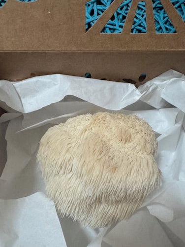Fresh Lions Mane (8 oz box) * Local Delivery Only