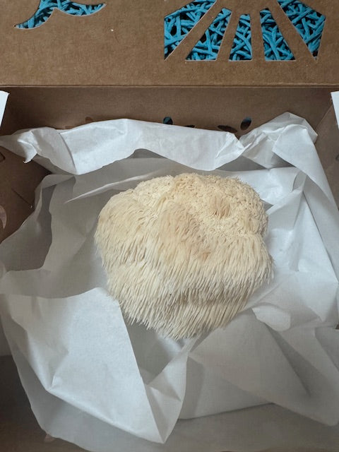 Fresh Lions Mane (10 oz box) * Local Delivery Only