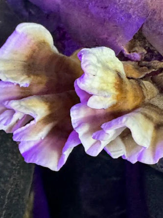 Turkey Tail Dual Extraction Tincture - Premium Quality