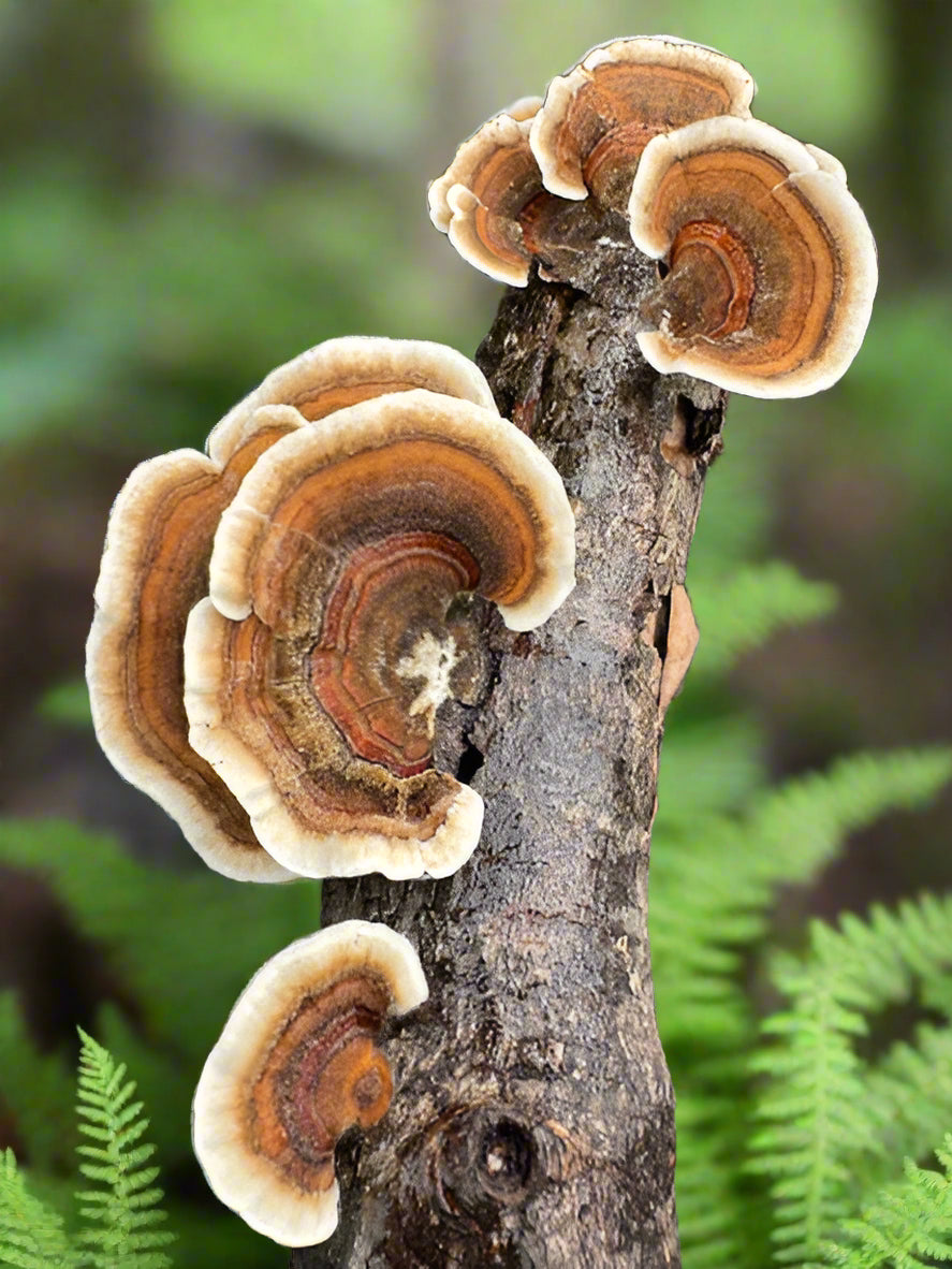 Turkey Tail Dual Extraction Tincture - Premium Quality