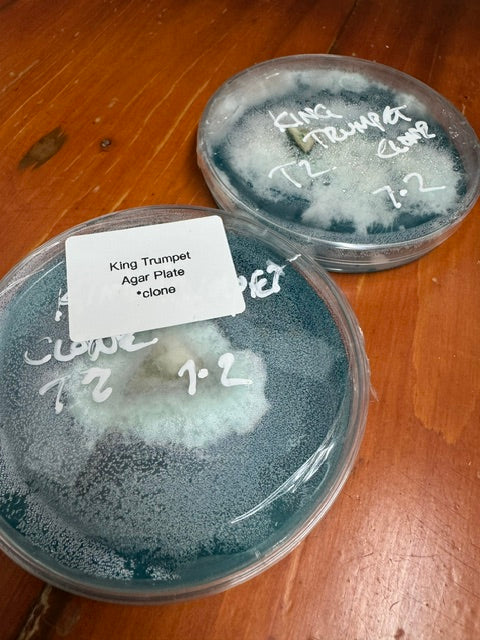 King Trumpet Colonized Agar Plate