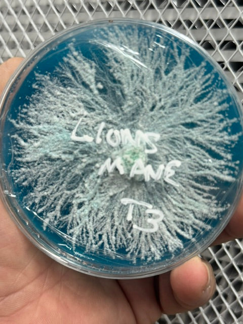 Lion’s Mane Colonized Research Plate Spruce Creek Mushrooms
