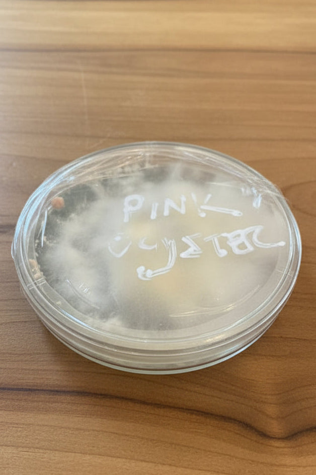 Pink Oyster Mushroom Colonized Agar Plate