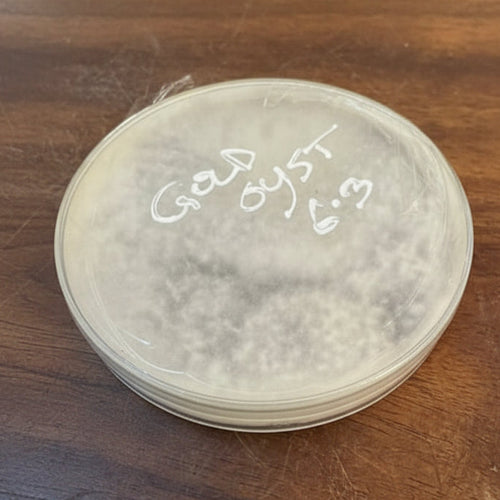 Colonized Golden Oyster Mushroom Agar Plate