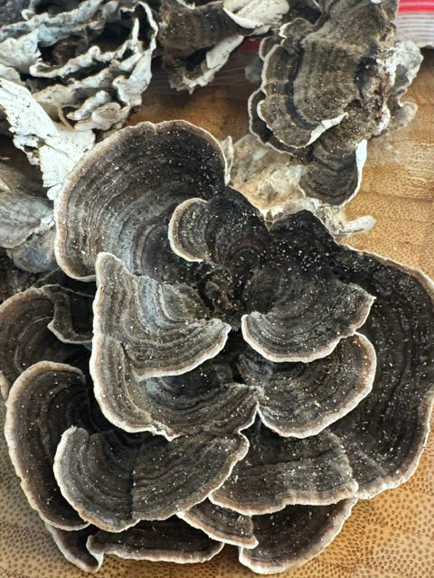 Turkey Tail Dual Extraction Tincture - Premium Quality Spruce Creek Mushrooms
