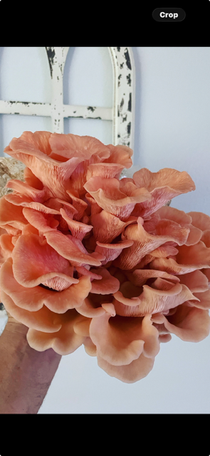 Spore Swabs (Pink Oyster Mushrooms)