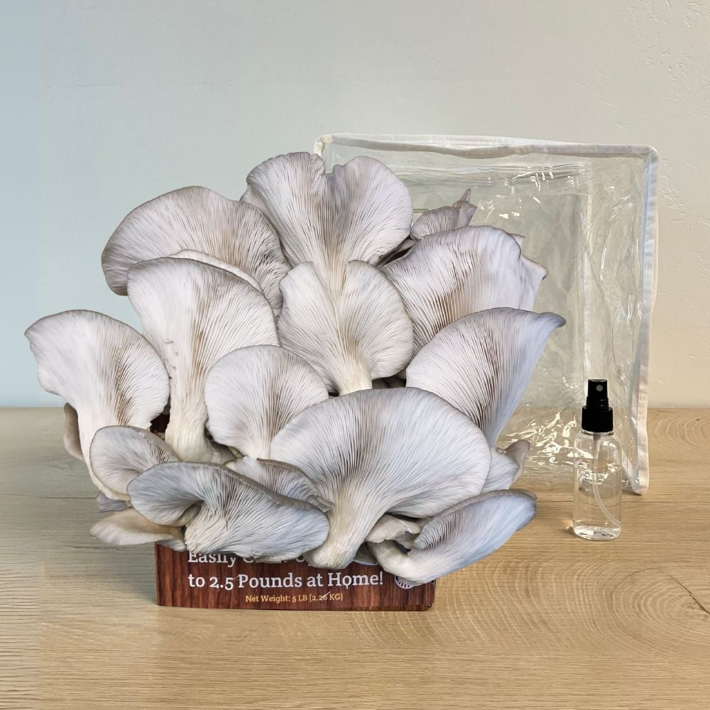 Blue Oyster Mushroom Growing Kit - 5 LBS Spray and Grow Mushroom Grow Kit Co.