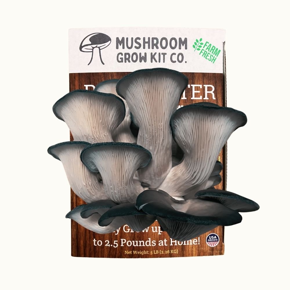 Blue Oyster Mushroom Growing Kit - 5 LBS Spray and Grow Mushroom Grow Kit Co.