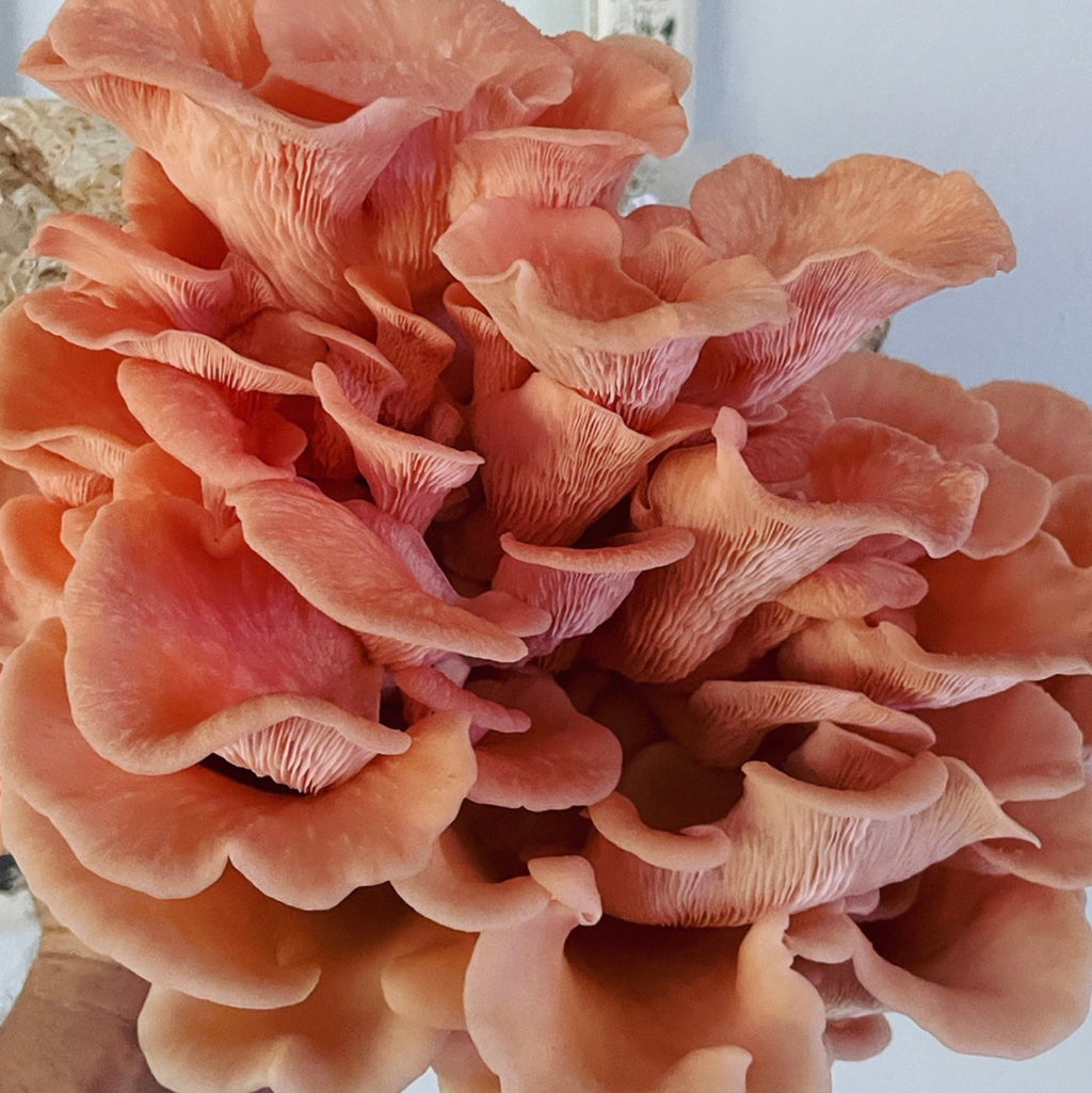 Pink Oyster LC (Liquid Culture)