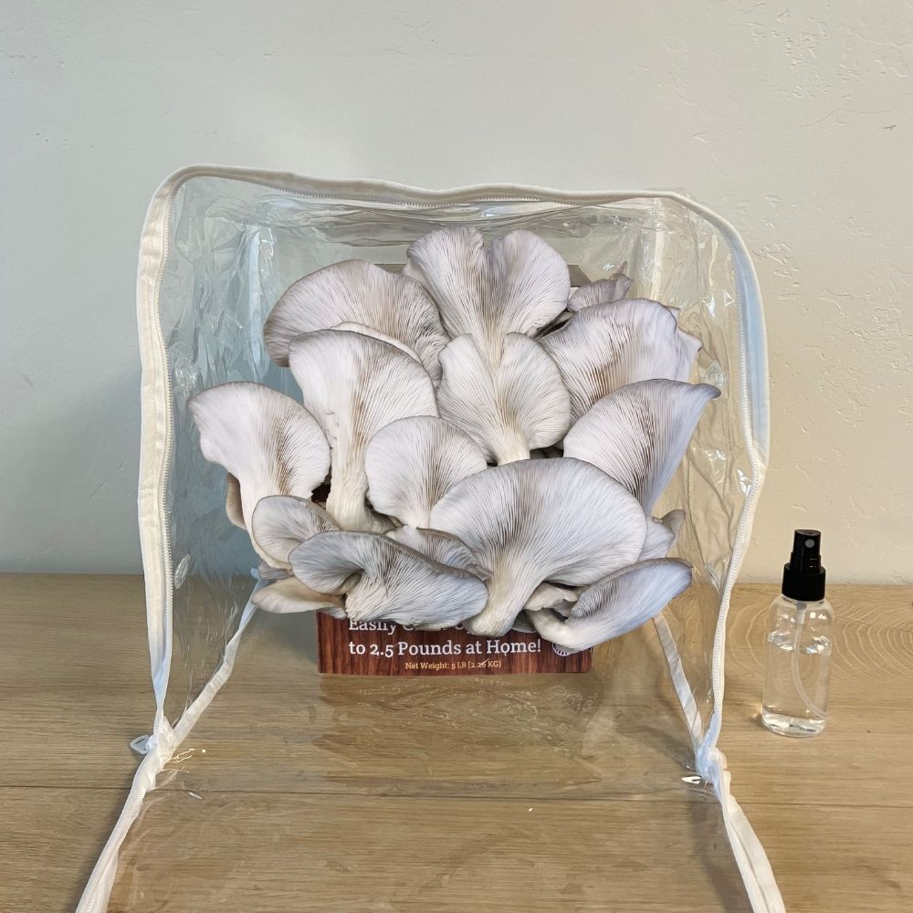 Blue Oyster Mushroom Growing Kit - 5 LBS Spray and Grow Mushroom Grow Kit Co.