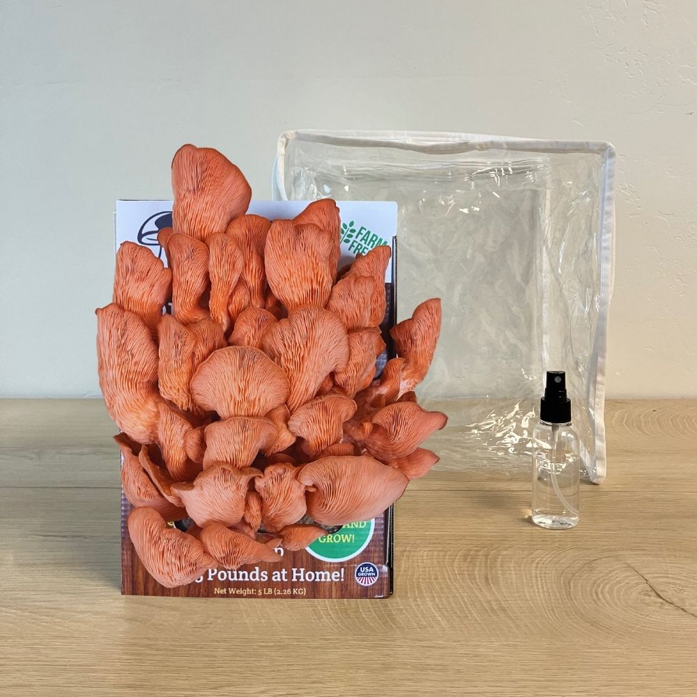 3 Pack - Lion's Mane, Pink, and Blue Oyster Mushroom Growing Kit - 15 LBS Mushroom Grow Kit Co.