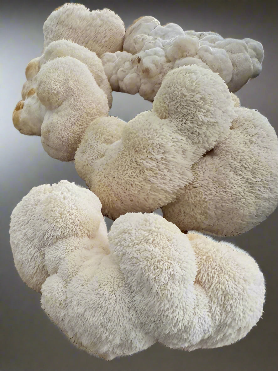 Fresh Lions Mane (8 oz box) * Local Delivery Only