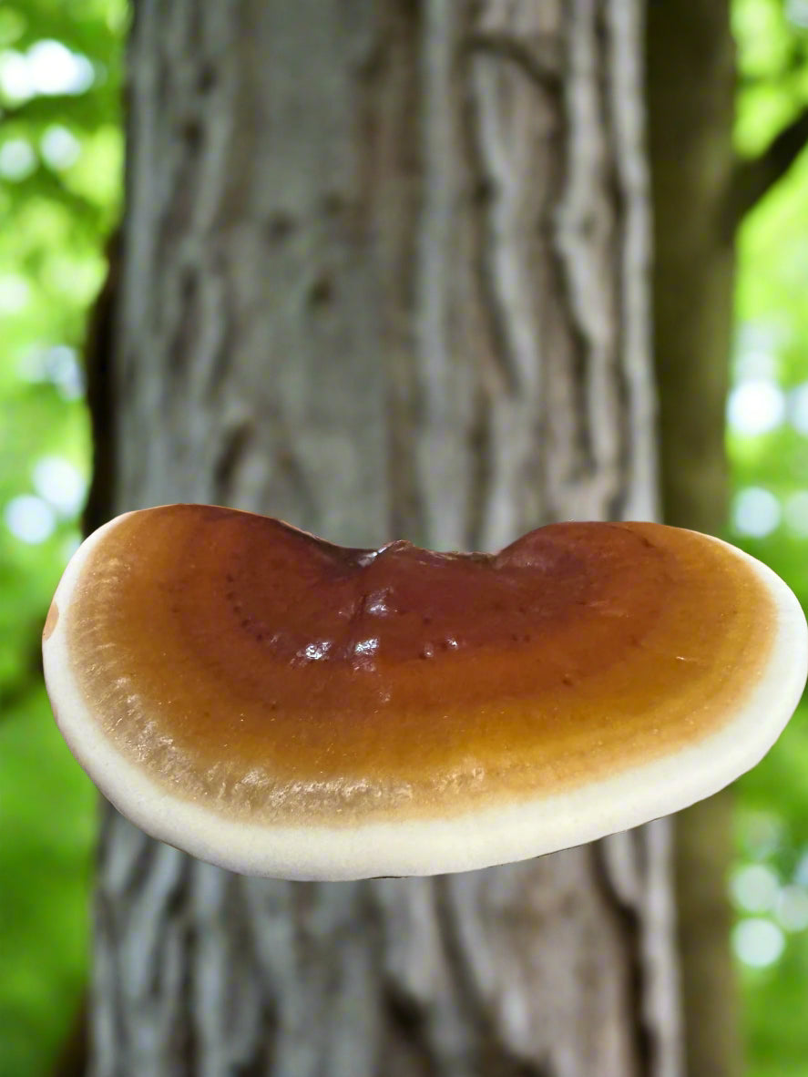 Reishi Mushroom Dual Extraction Tincture– Premium Quality