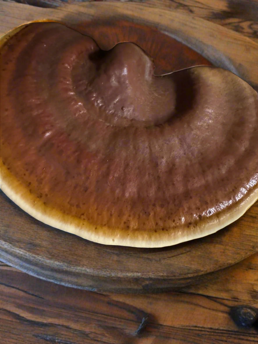 Reishi Mushroom Dual Extraction Tincture– Premium Quality