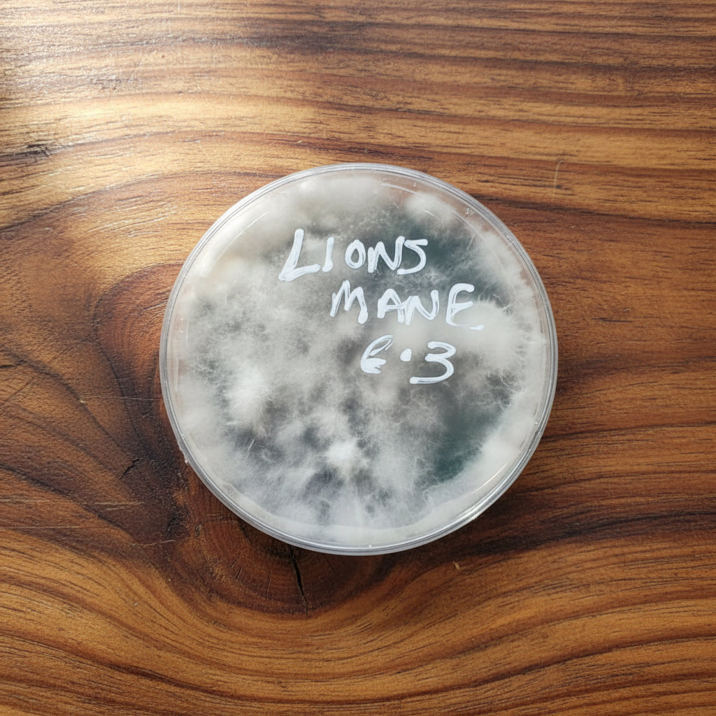 Lion’s Mane Colonized Agar Plate