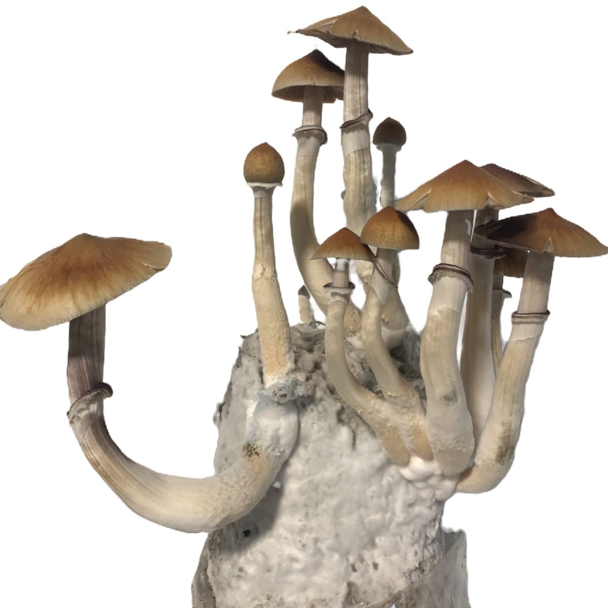Mushroom Grow Kit - 4 Pack - All In One Mushroom Grow Bags Mushroom Spawn Store