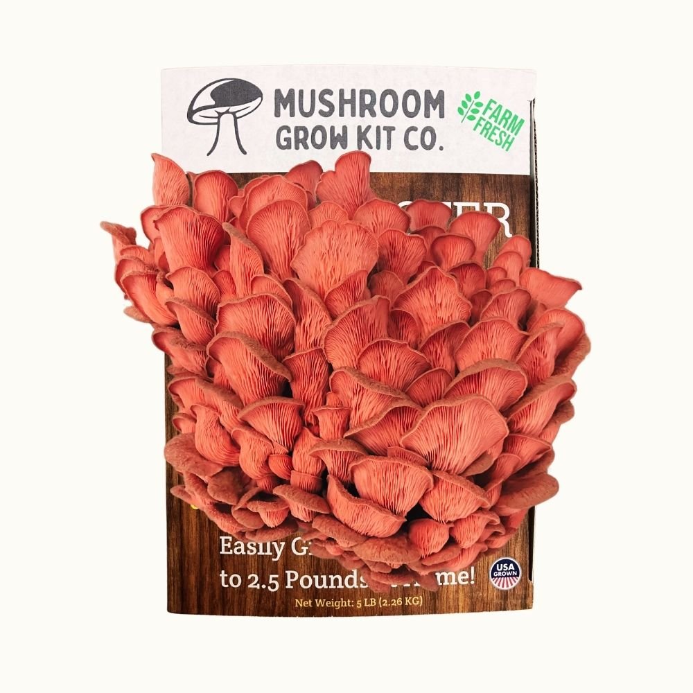 3 Pack - Lion's Mane, Pink, and Blue Oyster Mushroom Growing Kit - 15 LBS Mushroom Grow Kit Co.