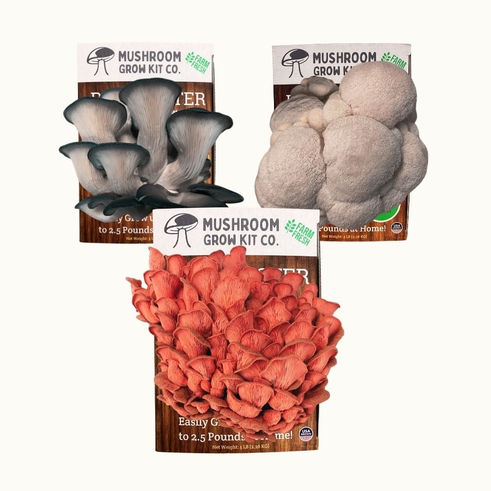 3 Pack - Lion's Mane, Pink, and Blue Oyster Mushroom Growing Kit - 15 LBS Mushroom Grow Kit Co.
