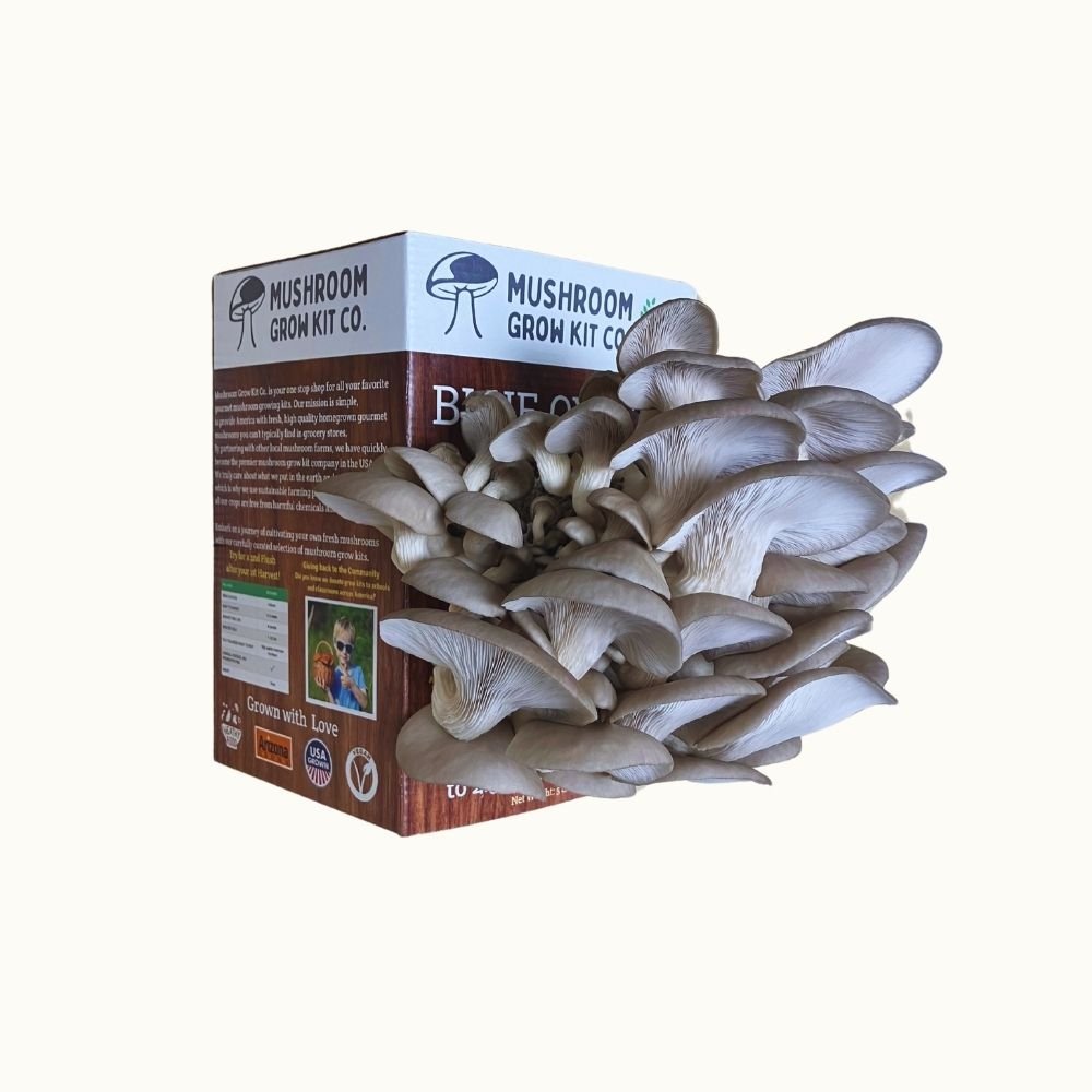 Blue Oyster Mushroom Growing Kit - 5 LBS Spray and Grow Mushroom Grow Kit Co.